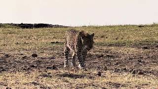 Female leopardess hading back to her impala kill [upl. by Esertap]