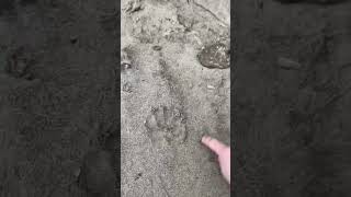 Putting my paw print in the sand [upl. by Ahsenit]