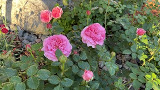 Princess Alexandra of Kent amp other David Austin Roses in zone 4 [upl. by Vaclav]