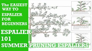 HOW TO ESPALIEREASY ESPALIER DIY Espalier Fruit Trees HOW TO SUMMER PRUNE Espalier Trees [upl. by Akerdal]