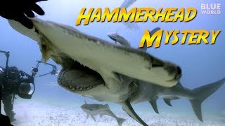 Hammerhead Shark Mystery  JONATHAN BIRDS BLUE WORLD [upl. by Ernesto936]