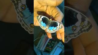 Blue Pansy Butterfly  Junonia Orithya Eyed Pansy  Blue Argus [upl. by Carleen]