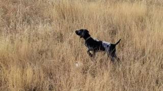 German Shorthaired Pointer Rizzo at 12 weeks old  Impressive point [upl. by Novikoff]