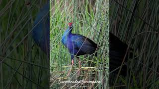 Shot this Greyheaded Swamphen using the Canon R8  RF 800mm f11  14x TC [upl. by Thorlay]