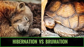 Hibernation vs Brumation for REPTILES [upl. by Runck53]