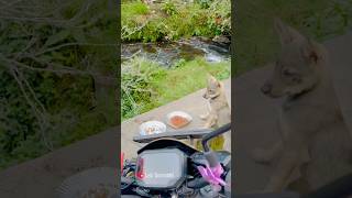 Waterfall view amp cute puppies 🫠🐕 kodaikanal tamilnadu lekigoswami [upl. by Llerat]