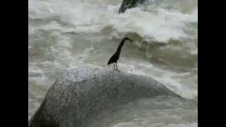 Aves de Venezuela – Aves de Barinas  Pájaro Vaco Oscuro  Tigrisoma fasciatum [upl. by Amsaj]