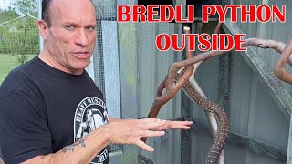 BREDLI PYTHONS OUTSIDE SNOW BALL PYTHONS BREEDING INSIDE [upl. by Soirtimid]