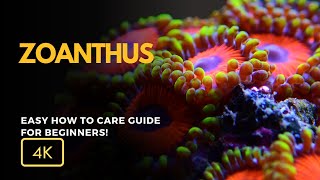 All About Zoanthus Coral Zoanthus spp Care Growth and Tips for Your Reef Tank [upl. by Readus]