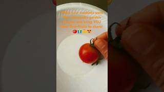 a gift from my students 🎁🎉🍅💞 firstfruits tomatoes highschoolteacher tastetest communitygarden [upl. by Ethelstan348]