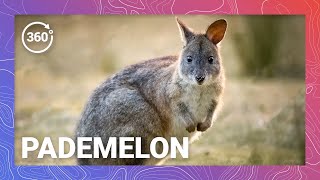 Down Under’s Mini Macropods The Science and Reproductive Strategies of Pademelons [upl. by Jeniffer458]