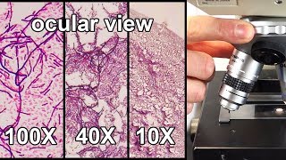 How to Focus a Microscope amp How the Field of View Changes [upl. by Gisele]