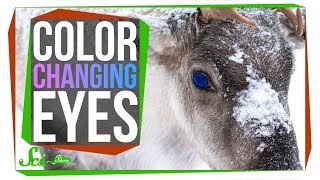 The Unique Reason Reindeer Change Their Eye Color [upl. by Yenal]