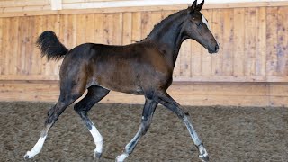 Under Oath  2024 KWPNNA 1st Premium Colt For Friendship VDLCatokiCassini II [upl. by Christie51]