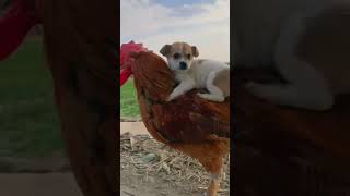 My Pets Story Eps 101 pets funny dog puppy shorts [upl. by Estrellita]