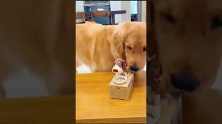 Doggy ko aya gussa dog cutedog goldenretriever rap tamil song cute [upl. by Rosalind]