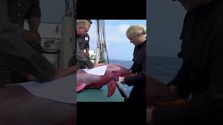 Wounded Baby Pink Dolphin Seeks Help from Sailorscordehiotchannel animals shortsviral [upl. by Alexandre]