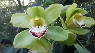 Cymbidium verde  Green [upl. by Stanton209]