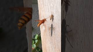 Japanese Honeybees Narrowly Escape a Yellow Hornet Attack [upl. by Reinhard]