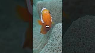 🎭🐟 Clownfish Surprise All Born Male Some Turn Female 🌈 didyouwow [upl. by Lattonia]