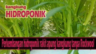 HIDROPONIK perkembangan hidroponik rakit apung kangkung tanpa Rockwool [upl. by Ina]